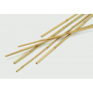 Apollo Bamboo Canes Pack 10 4'