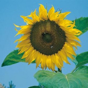 Mr.Fothergill's Sunflower Giant Single Seed
