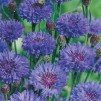 Mr.Fothergill's Cornflower Blue Ball