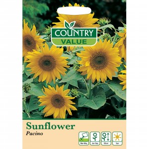 Mr.Fothergill's Sunflower Pacino