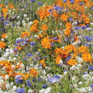 Mr.Fothergill's RHS Flowers for Bees Mix