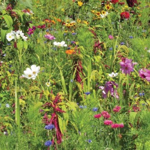 Mr.Fothergill's RHS Flowers for Birds Mix