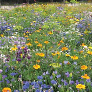 Mr.Fothergill's RHS Flowers for Insects Mix