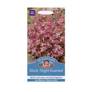 Mr.Fothergill's Stock Night-Scented